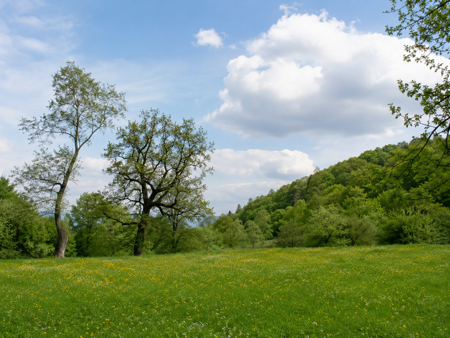 Heimerzheim erleben - Natur